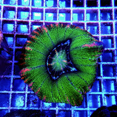 Scolymia spp. (Crocodile Isl.)