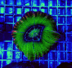 Scolymia spp. (Crocodile Isl.)