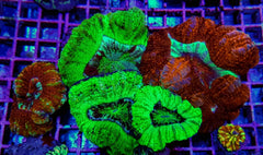 Scolymia spp. (Crocodile Isl.)