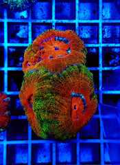 Scolymia spp. (Crocodile Isl.) (Ultra)