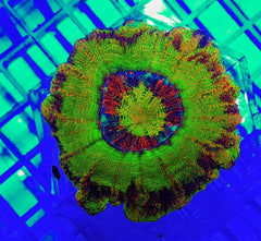 Scolymia spp. (Crocodile Isl.) (Ultra)