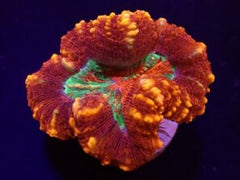 Scolymia spp. (Crocodile Isl.) (Ultra)