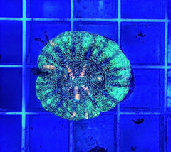 Scolymia spp. (WA) (Mini)