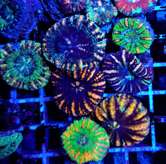 Scolymia spp. (WA) (Mini) (Premium)