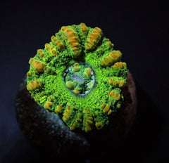 Scolymia spp. (WA) (Mini) (Premium)