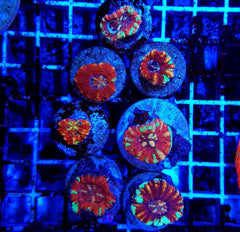 Scolymia spp. (WA) (Mini) (Ultra)