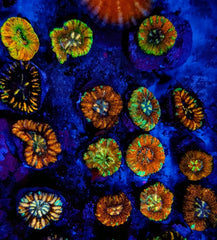 Scolymia spp. (WA) (Mini) (Ultra)