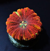 Scolymia spp. (WA) (Mini) (Ultra)