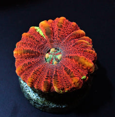 Scolymia spp. (WA) (Mini) (Ultra)