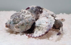 Scorpaenopsis diabolus