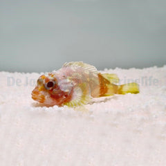 Sebastapistes cyanostigma