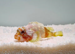 Sebastapistes cyanostigma