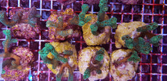 Seriatopora caliendrum (Green) (frag)