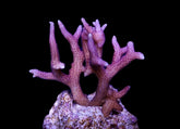 Seriatopora caliendrum (Pink) (Fiji-Tonga) (frag)