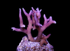 Seriatopora caliendrum (Pink) (Fiji-Tonga) (frag)