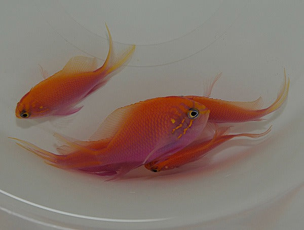 Serranocirrhitus latus