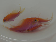 Serranocirrhitus latus