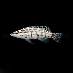 Serranus tigrinus - T.B.
