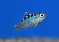 Serranus tortugarum - T.B.
