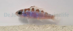 Serranus tortugarum - T.B.