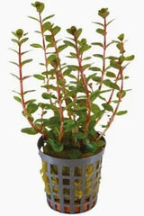 Rotala blood red in pot