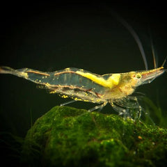 Caridina sp. Short nose garnaal