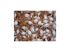 Shrimpfood Frozen Crab - 500 g