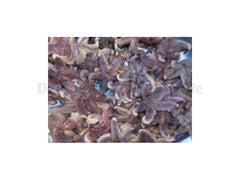 Shrimpfood Frozen Seastar - 50 g (tiny size)