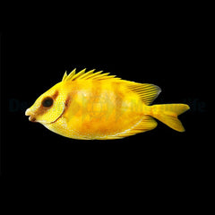 Siganus corallinus