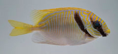 Siganus doliatus