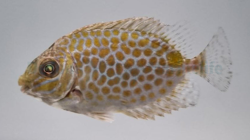 Siganus guttatus