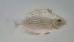Siganus javus