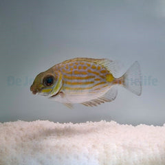 Siganus lineatus - T.B.
