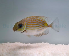 Siganus lineatus - T.B.