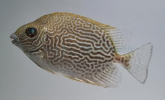 Siganus vermiculatus