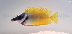 Siganus vulpinus