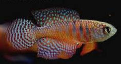 Simpsonichthys carlettoi Tandkarper L