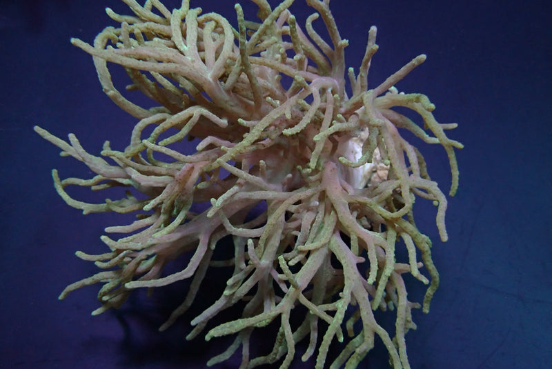 Sinularia flexibilis
