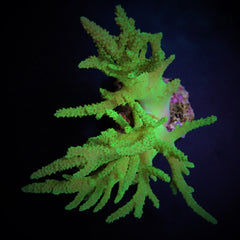 Sinularia flexibilis (Grade A)