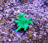 Sinularia spp. (Grade A) (frag)