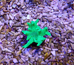 Sinularia spp. (Grade A) (frag)