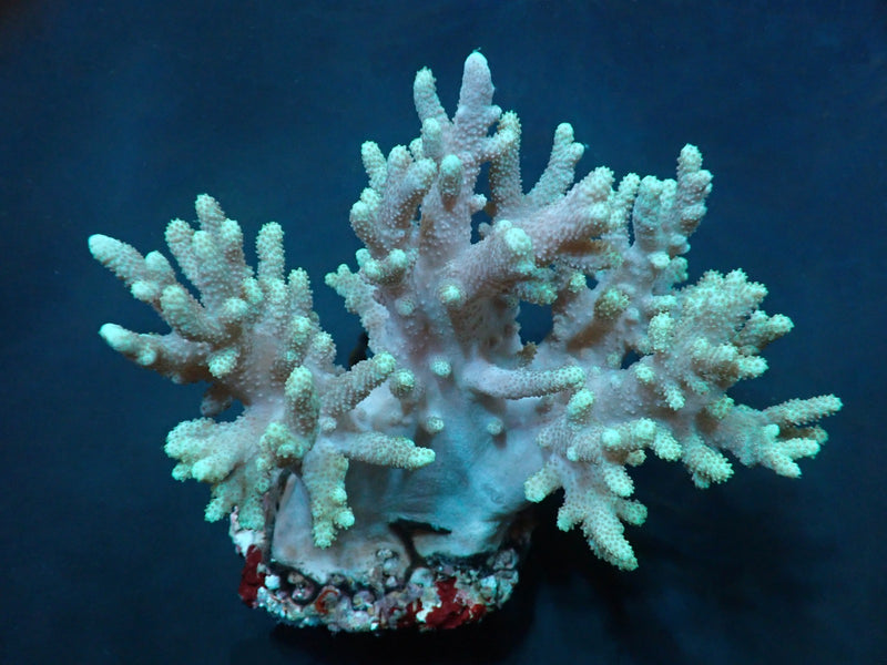 Sinularia spp.
