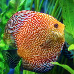 S.discus Discus snake skin 6-7 cm