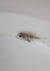 Sphaeramia orbicularis