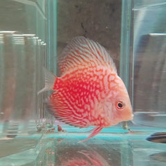 S.discus Discus Stardust red 6-7 cm