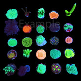 De Jong Marinelife (Starters package corals) (25pcs)