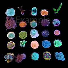 De Jong Marinelife (Starters package corals) (25pcs)
