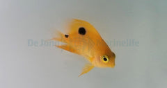 Stegastes planifrons