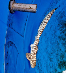 Stegostoma fasciatum - T.B.