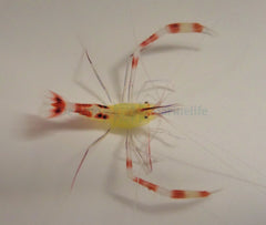 Stenopus cyanoscelis